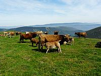 Nuestras vacas al aire libre.
