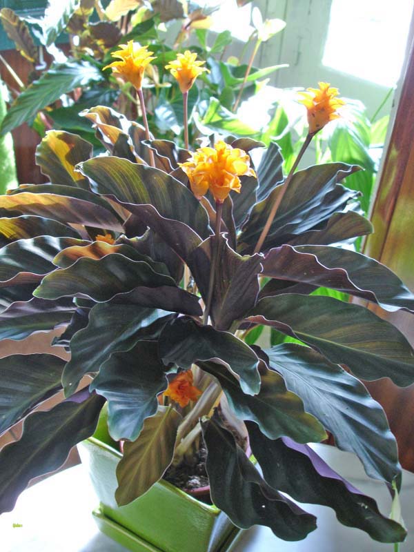 Planta natural