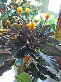 Planta natural