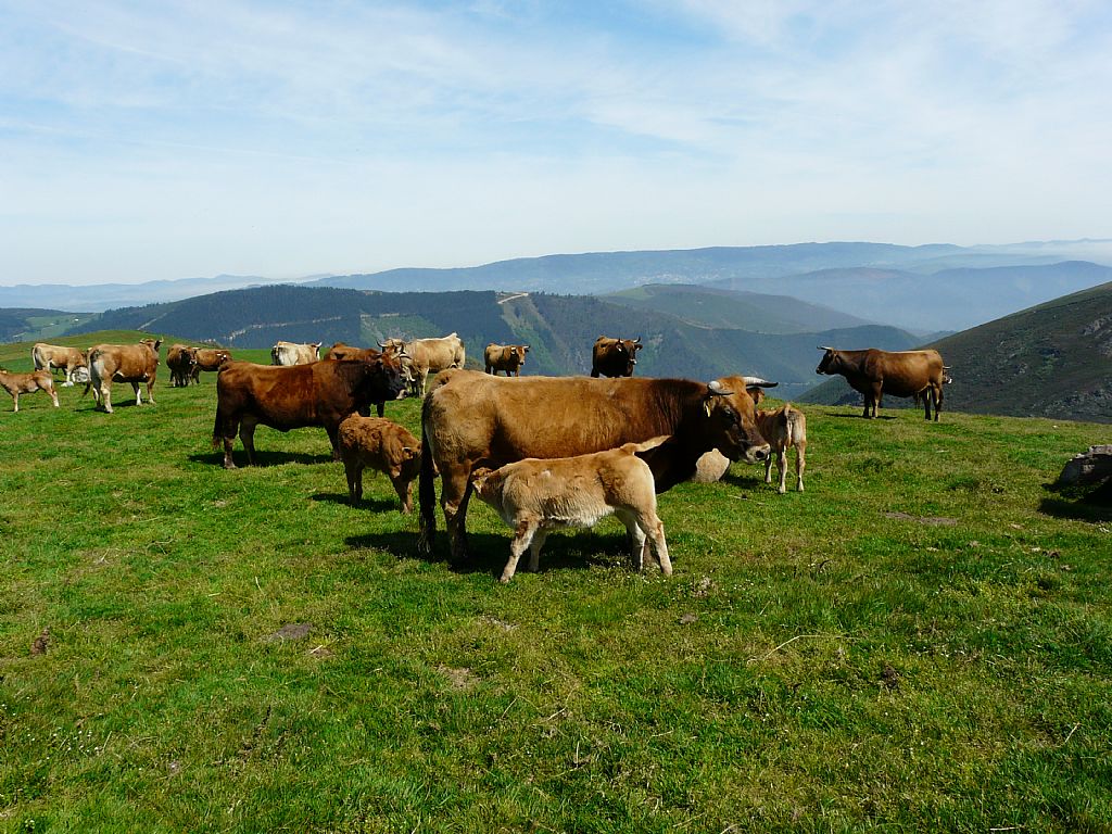 Nuestras vacas al aire libre.